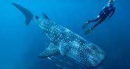 Pesquisador mergulhando junto a tubarão-baleia - Divulgação/ Australian Institute of Marine Science