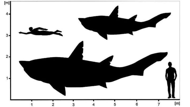 Esboço do possível tamanho do tubarão em comparação ao homem - Patrick L. Jambura