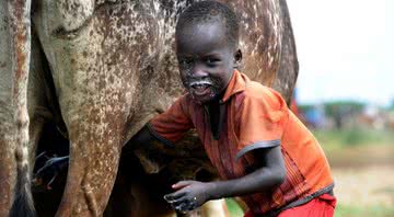 Menino tira leite de vaca em Uganda - U.S. Air Force Photo/Master Sgt Dawn Price