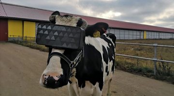 Vaca utilizando equipamento de realidade virtual - Ministério da Agricultura e Alimentação da Região de Moscou