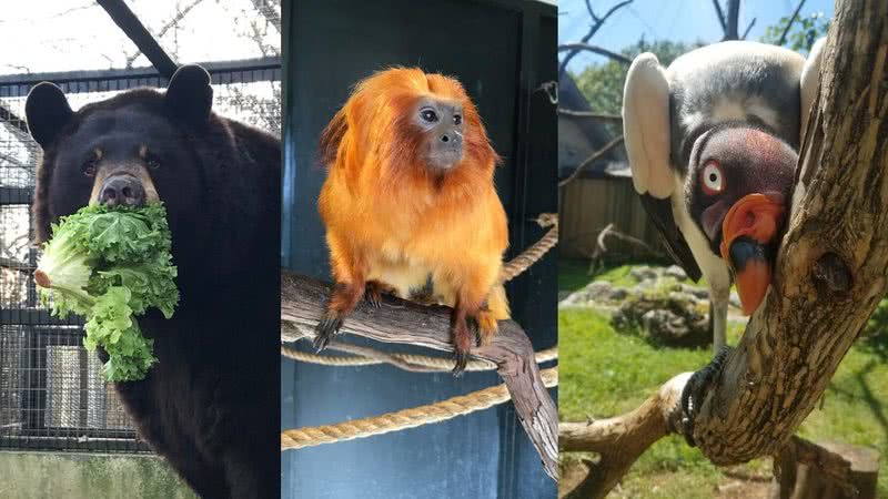 Zoológico americano pede para que crianças escrevam cartas para os animais - Divulgação