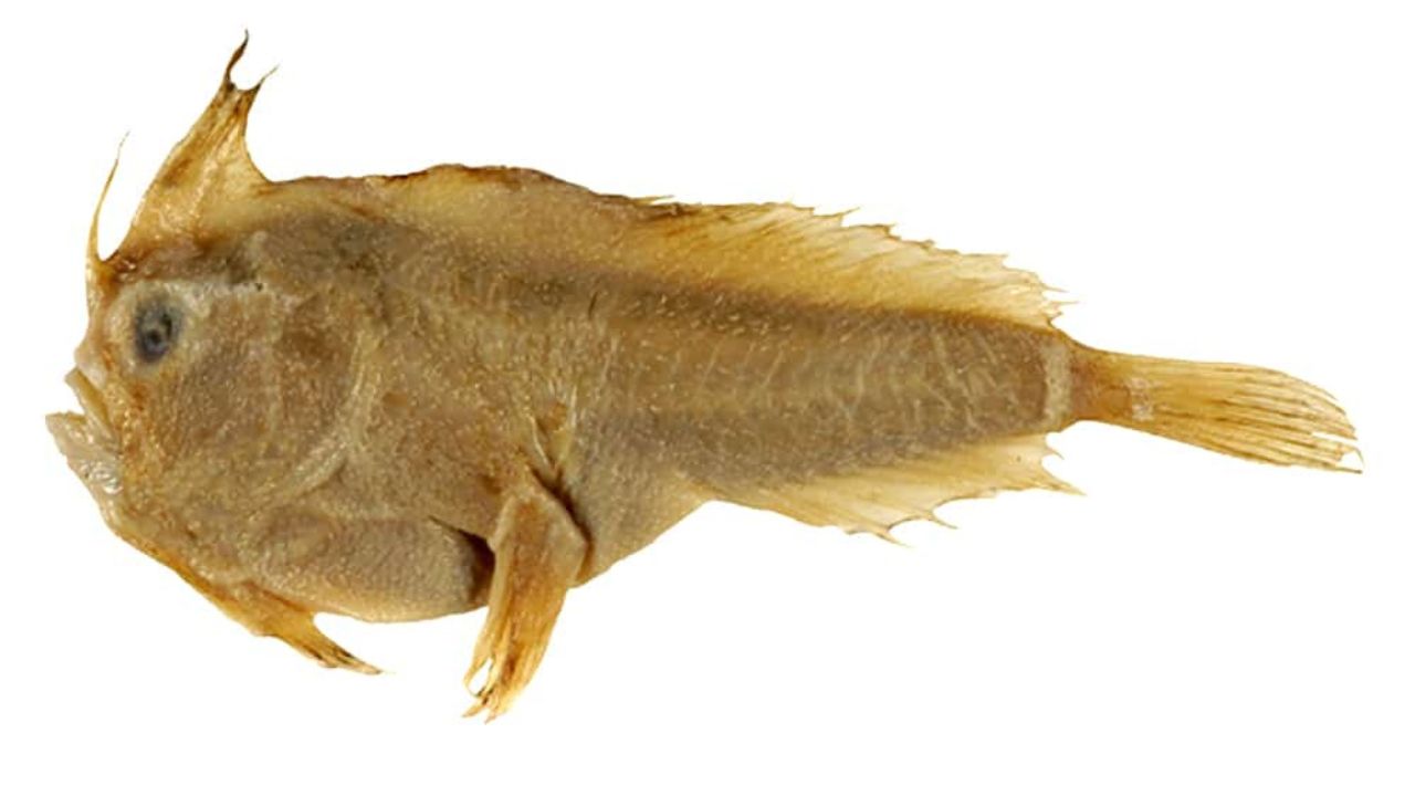 peixe