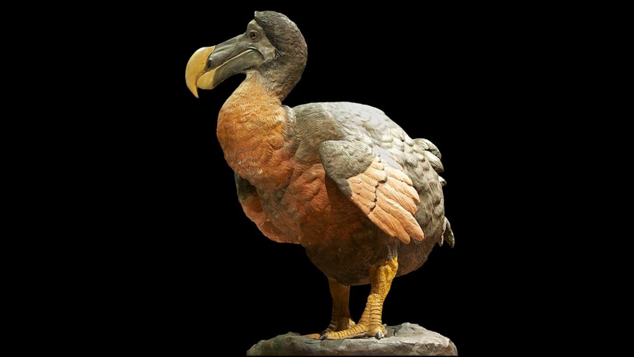 dodo