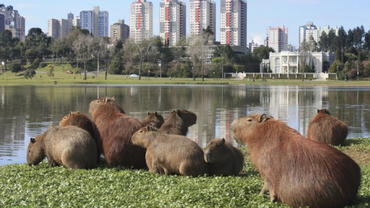 Capivaras descansando às margens do rio Pinheiros