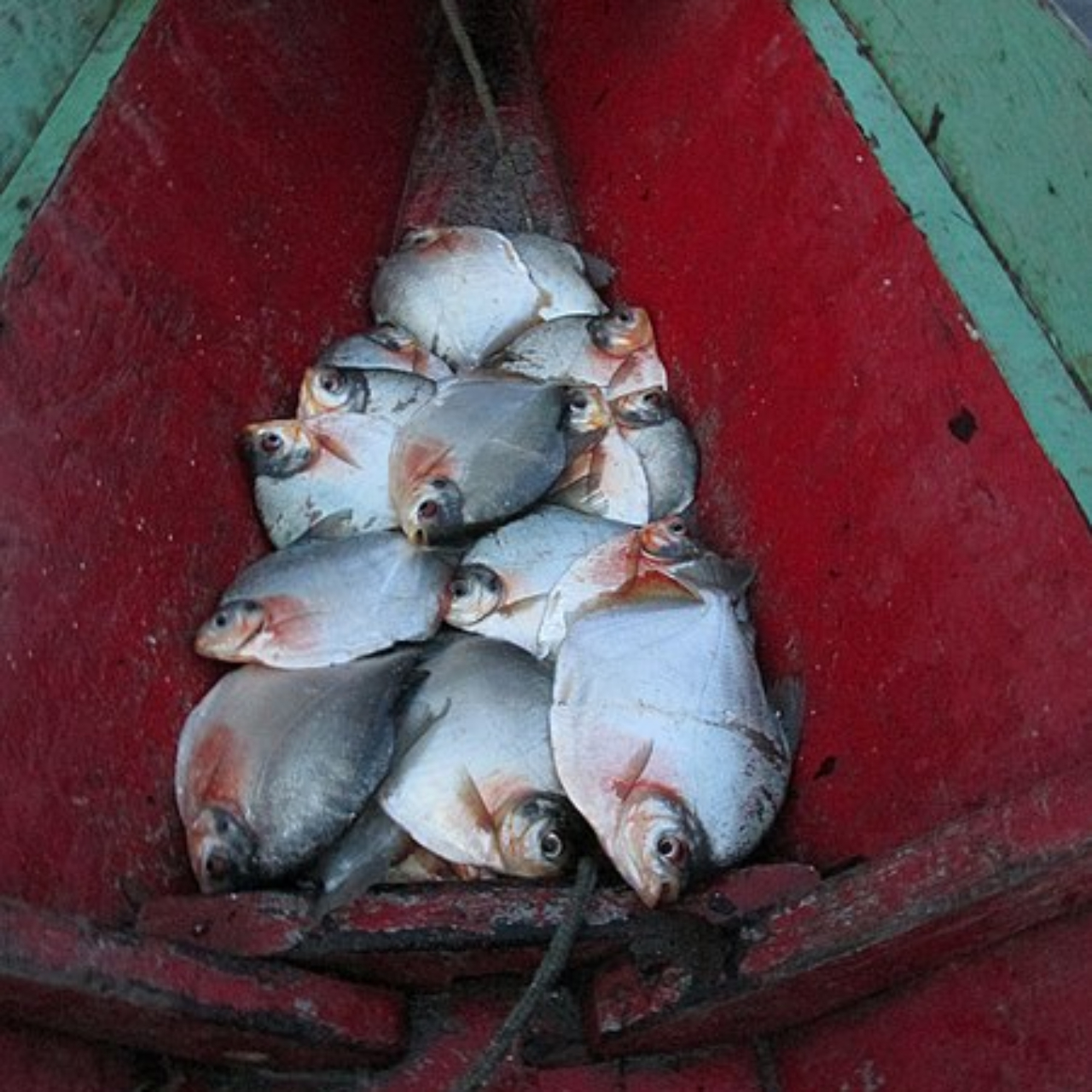 Pescados de pacu, no Amazonas, Estado vizinho do Pará