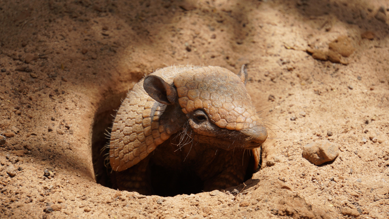 Fotografia de tatu saindo de sua toca