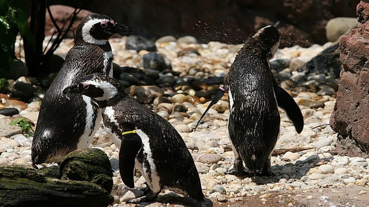 Os pinguins-de-magalhães são frequentemente vistos no litoral catarinense