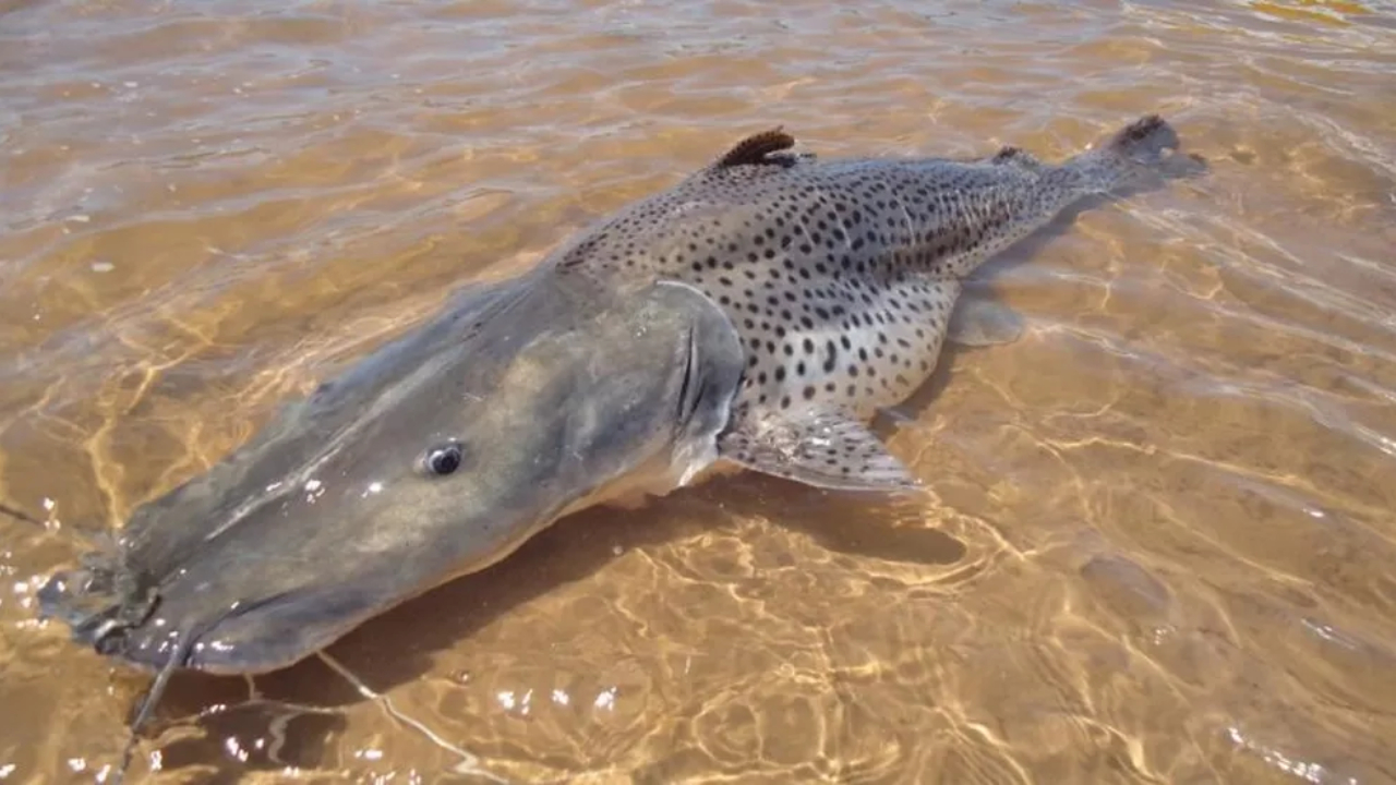 Pintado — espécie de peixe comum em alguns países da América do Sul — pescado por Rony Dronov