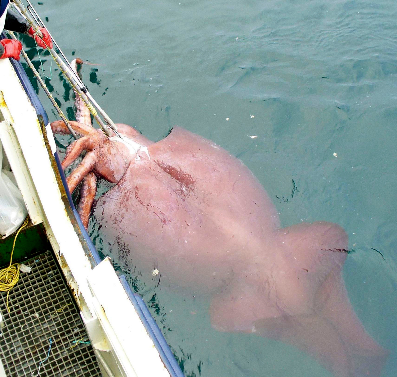 Foto de lua-colossal (Mesonychoteuthis hamiltoni) capturada