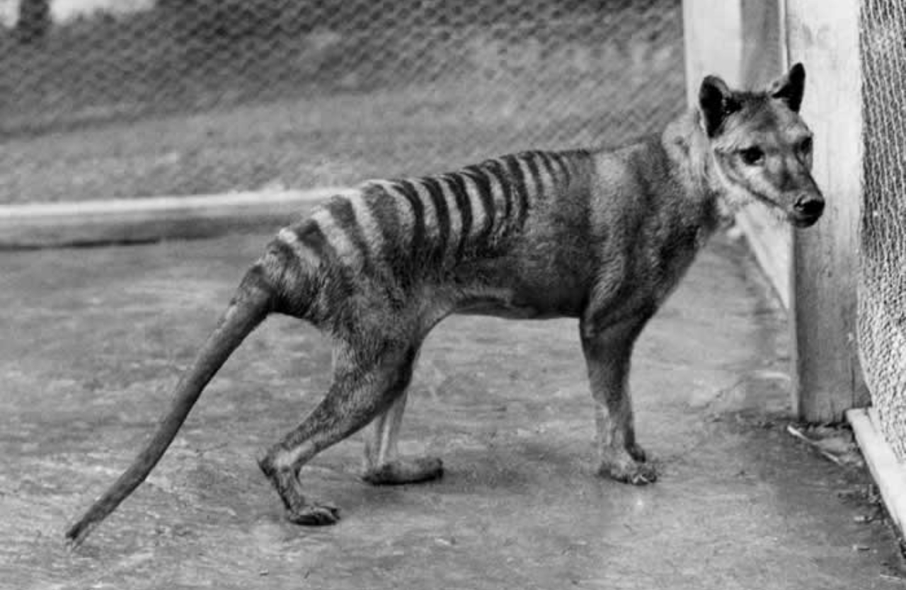 Um tigre-da-tasmânia em fotografia tirada em 1928 no Jardim Zoológico de Hobart, na Tasmânia, Austrália