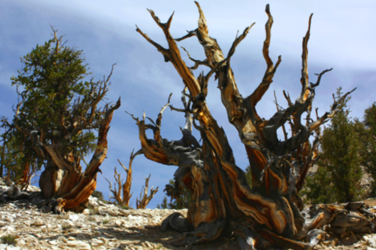 Fotografia tirada na Ancient Bristlecone Pine Forest