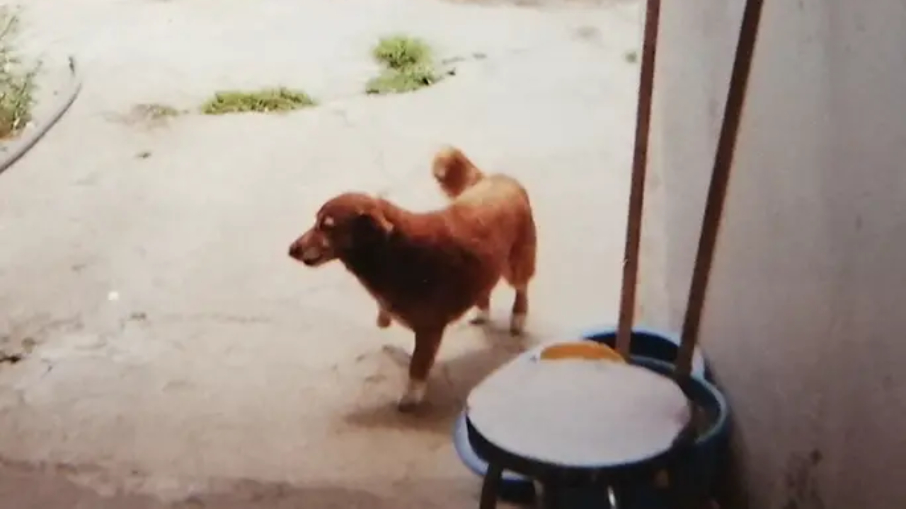 Fotografia de 1999, de Bobi aos sete anos