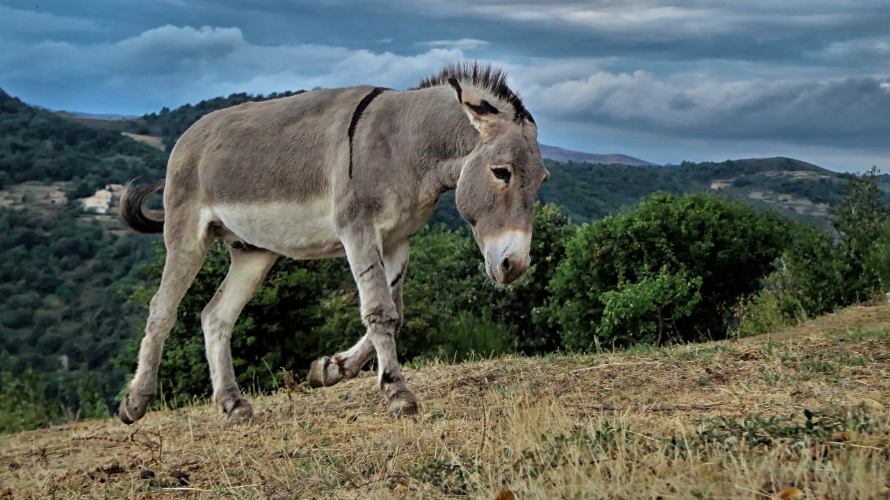 Fotografia de um burro