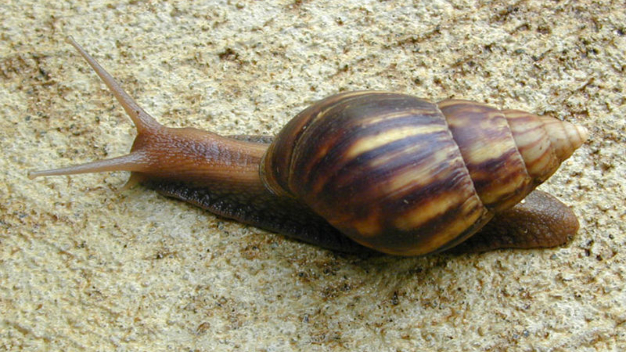 Caracol gigante africano