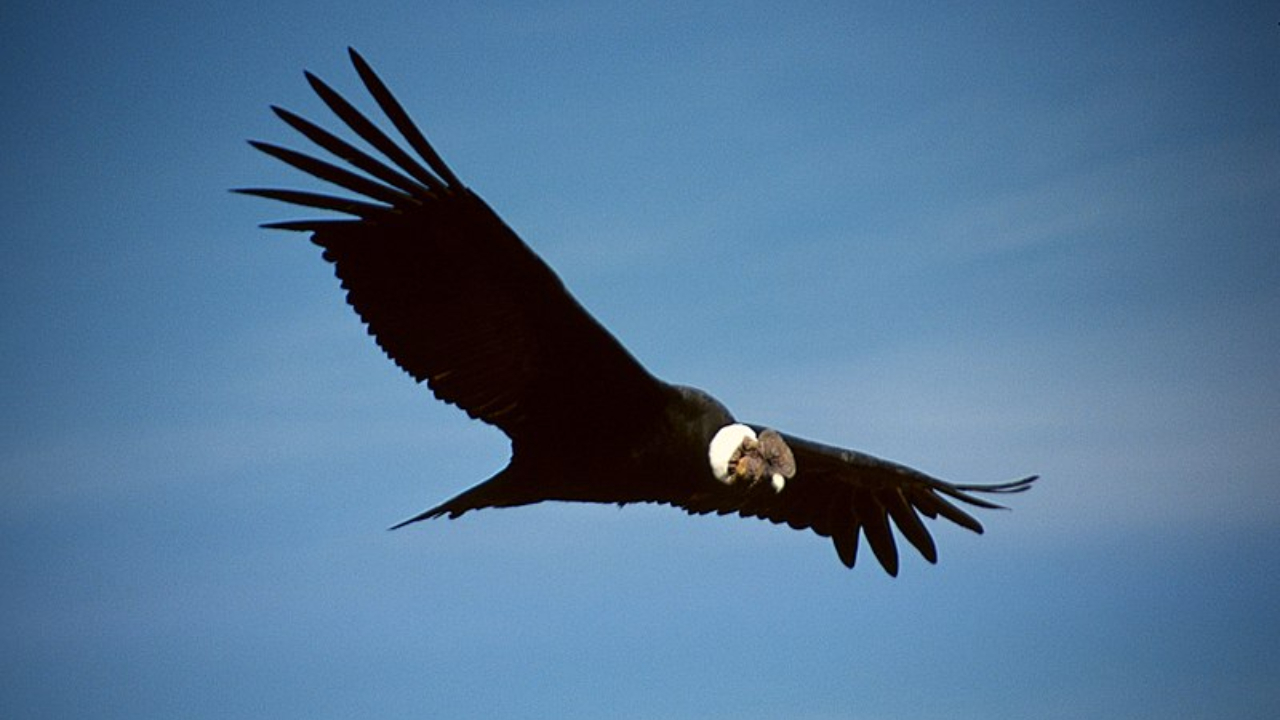 Espécie de condor planando