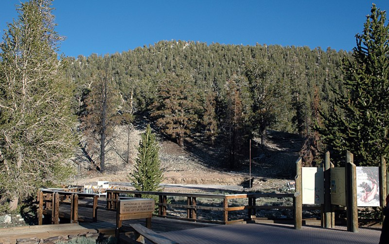 Fotografia de parte da Ancient Bristlecone Pine Forest