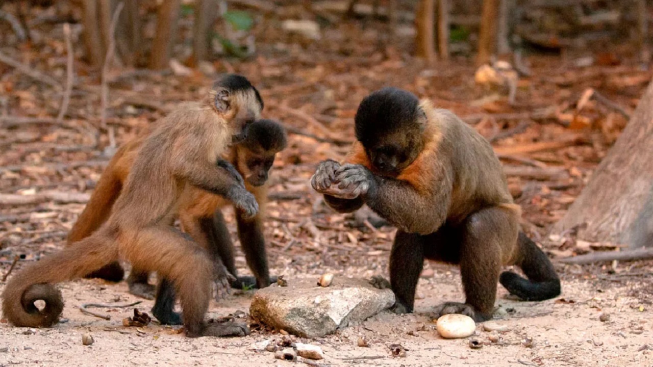 Macacos usam pedras como objeto de prazer?