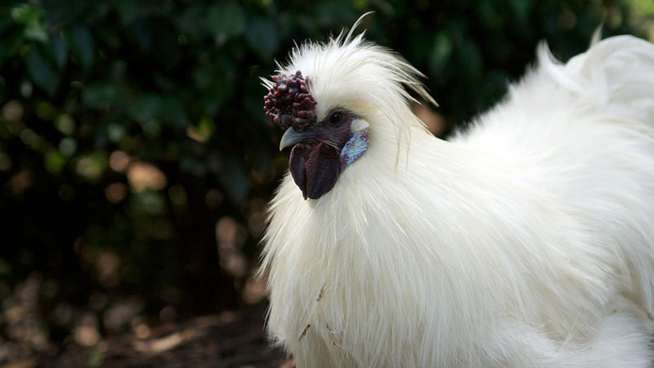 Fotografia de galinha da espécie sedosa