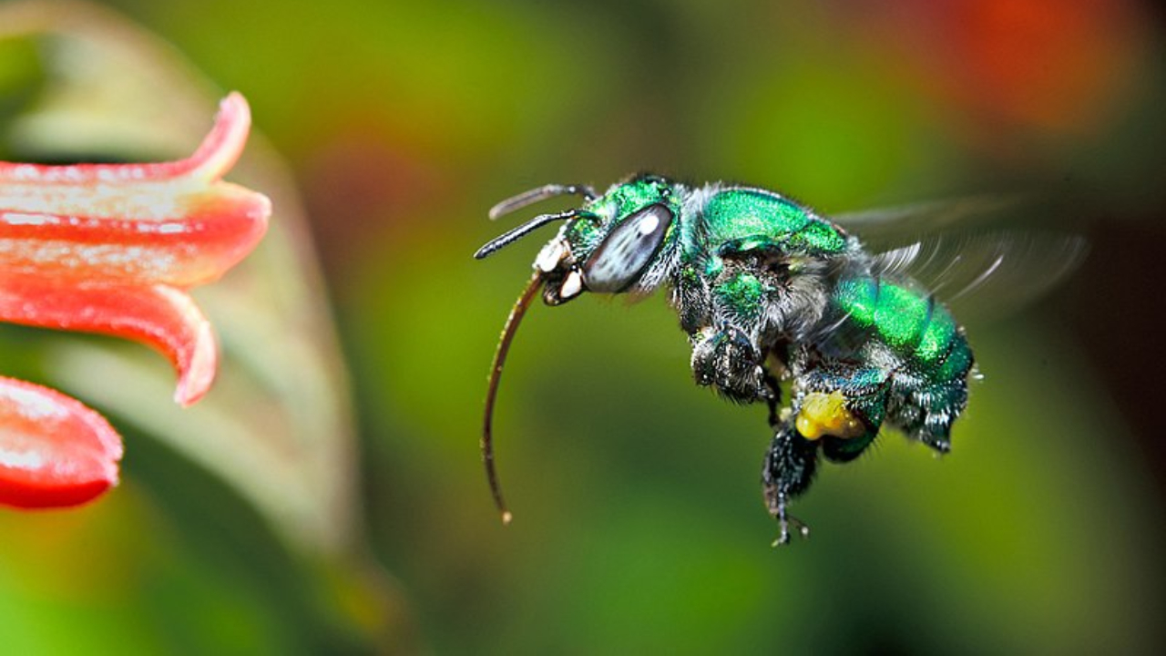 A abelha Euglossa bazinga