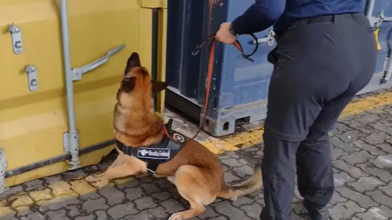 Cão farejador auxiliando nas buscas por drogas