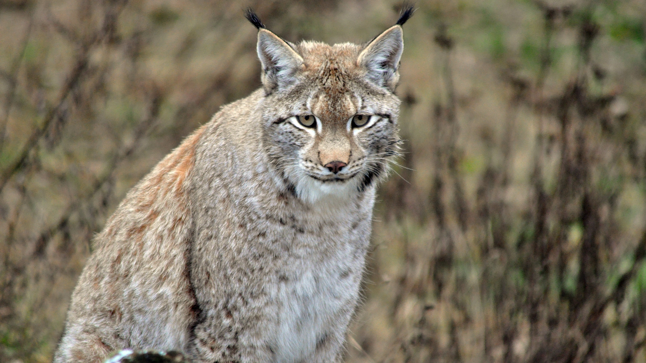 Fotografia de um lince