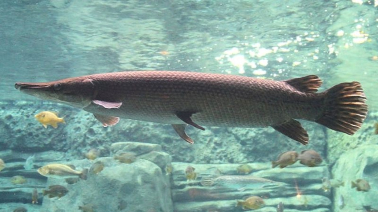 Um peixe-jacaré no zoológico de Cincinnati, EUA - Greg Hume via Wikimedia Commons