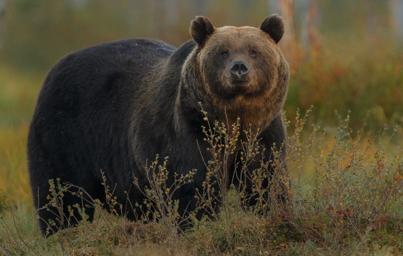 Urso-pardo