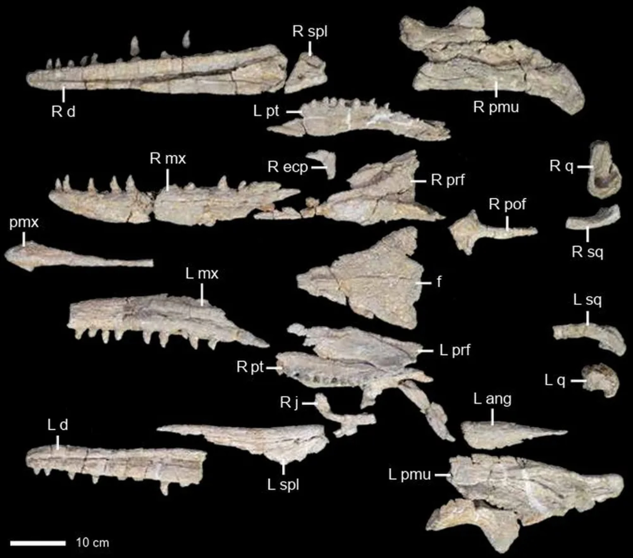 Ossos descobertos em 2015 do Jormungandr walhallaensis