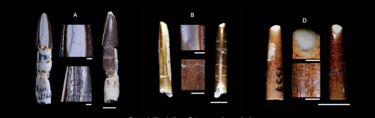 Os três dentes de dinossauros encontrados em Minas Gerais