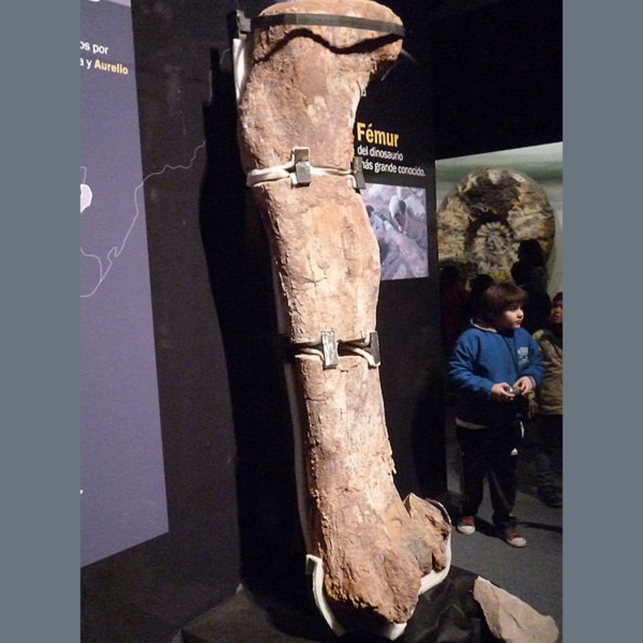 Fêmur do Patagotitan, maior dinossauro já encontrado na história da humanidade