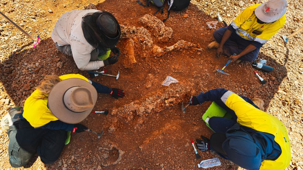 Fotografia tirada durante as escavações de fósseis de Diprotodon na Austrália Ocidental