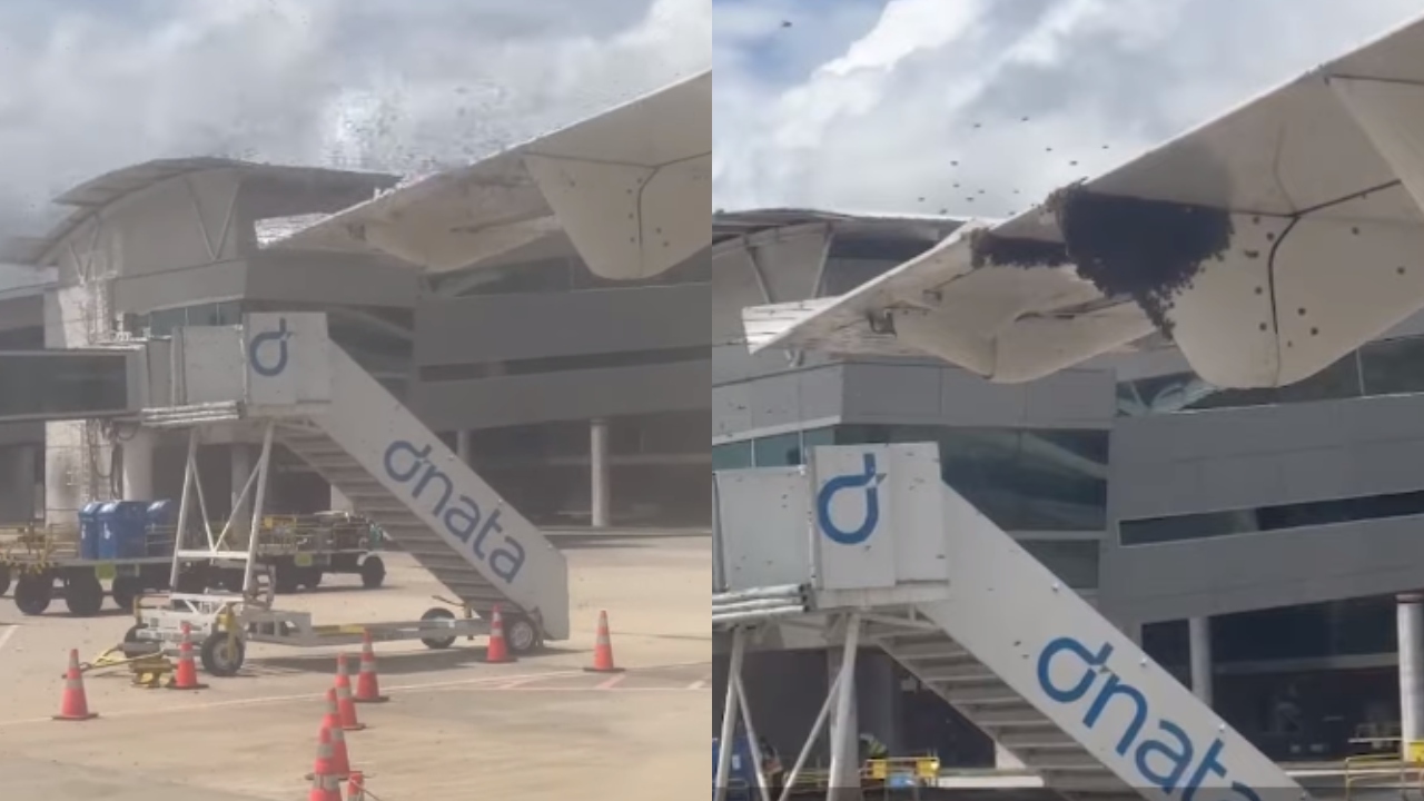 Avião cercado por ‘nuvem de abelhas’ atrasa desembarque de passageiros