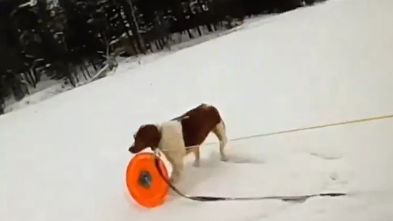 Cachorra chama atenção ao ajudar a resgatar tutor que caiu em lago congelado nos EUA