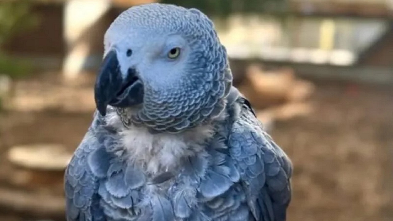 Zoológico cria plano para tentar diminuir palavrões ditos por papagaios