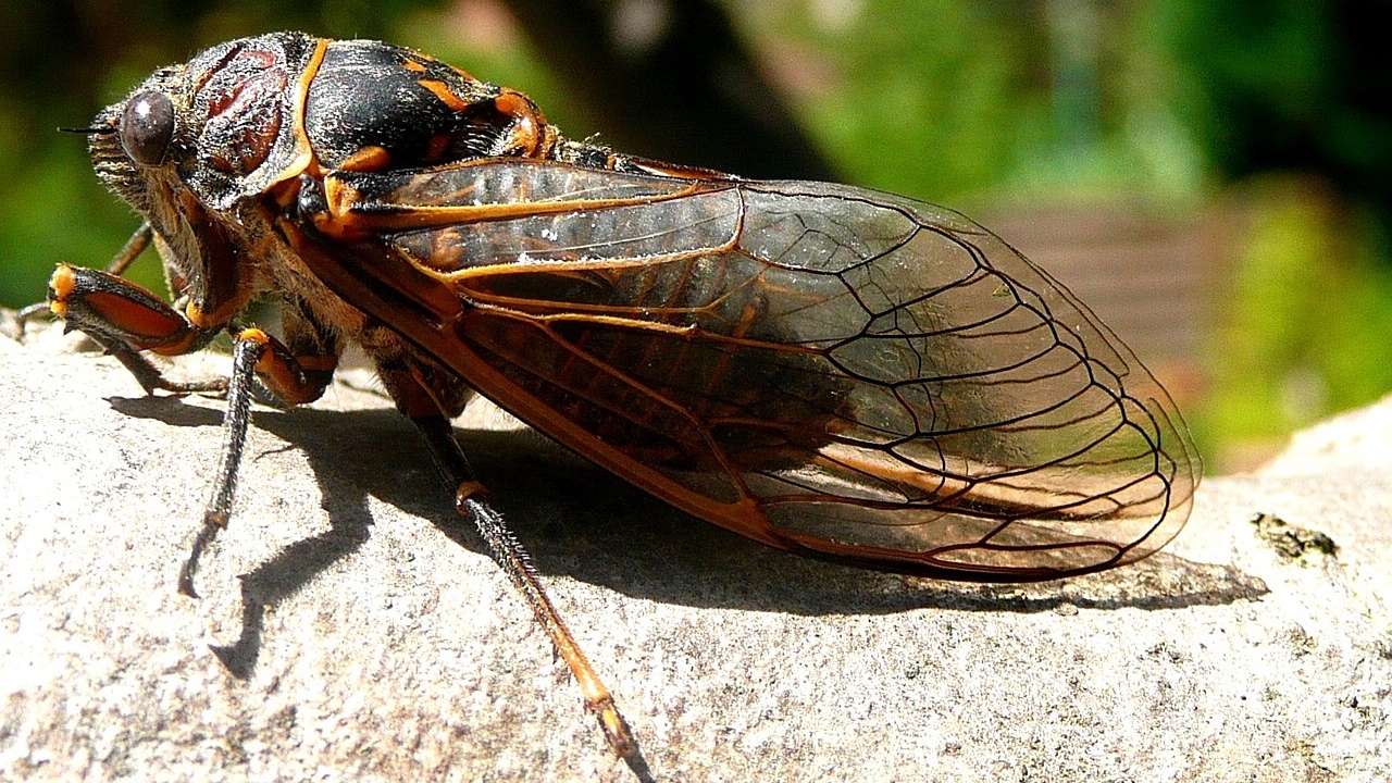 Após 200 anos, ‘apocalipse das cigarras’ faz bilhões de insetos aparecerem