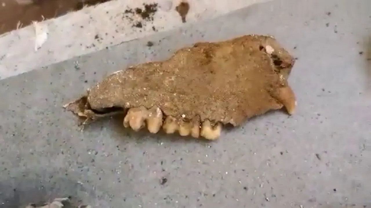 Encanador se surpreende ao encontrar crânio enterrado em banheiro