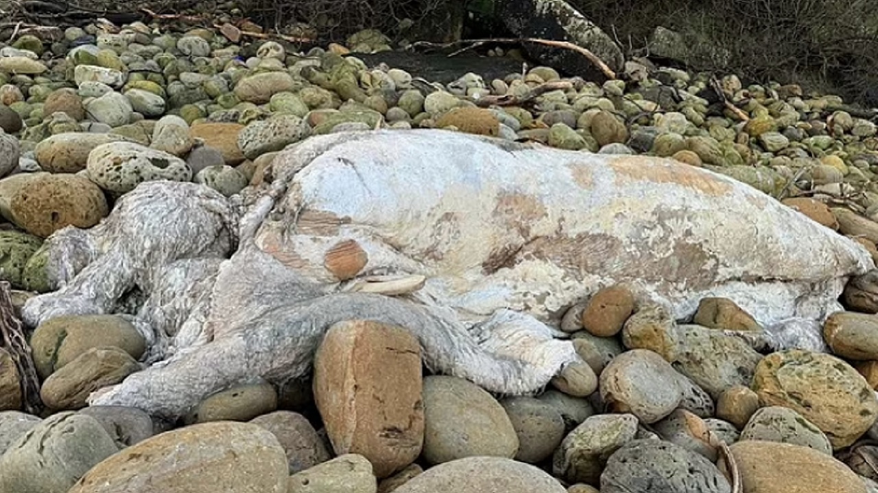 Criatura marinha em decomposição é encontrada e intriga profissionais