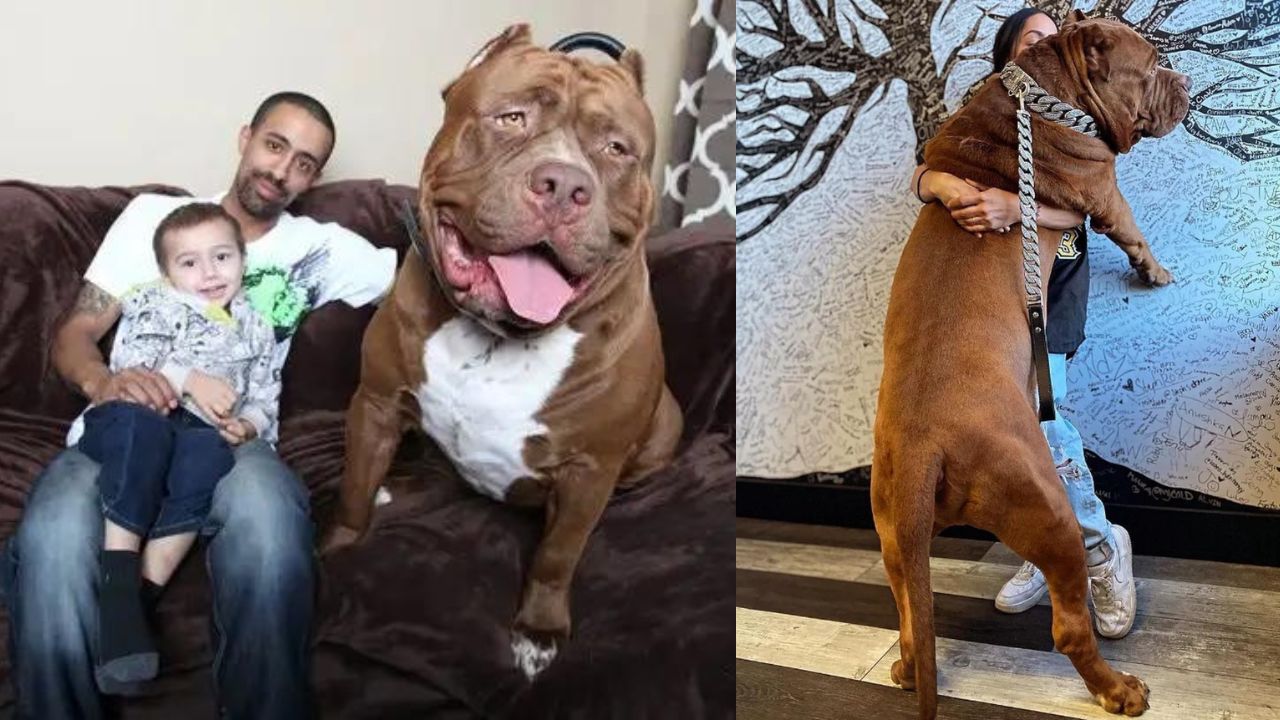 Reconhecido pelo Guinness, maior pitbull do mundo é avaliado em mais de R$ 12 milhões