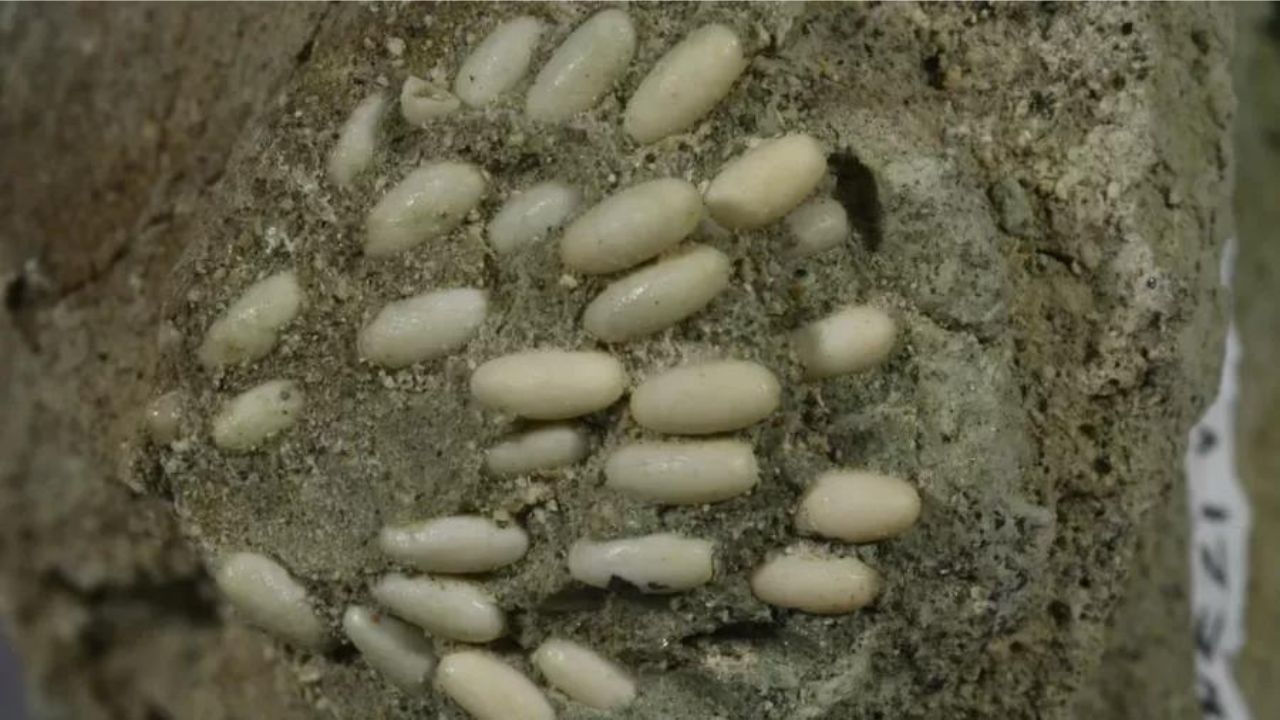 Ovos fossilizados de gafanhotos são encontrados nos EUA