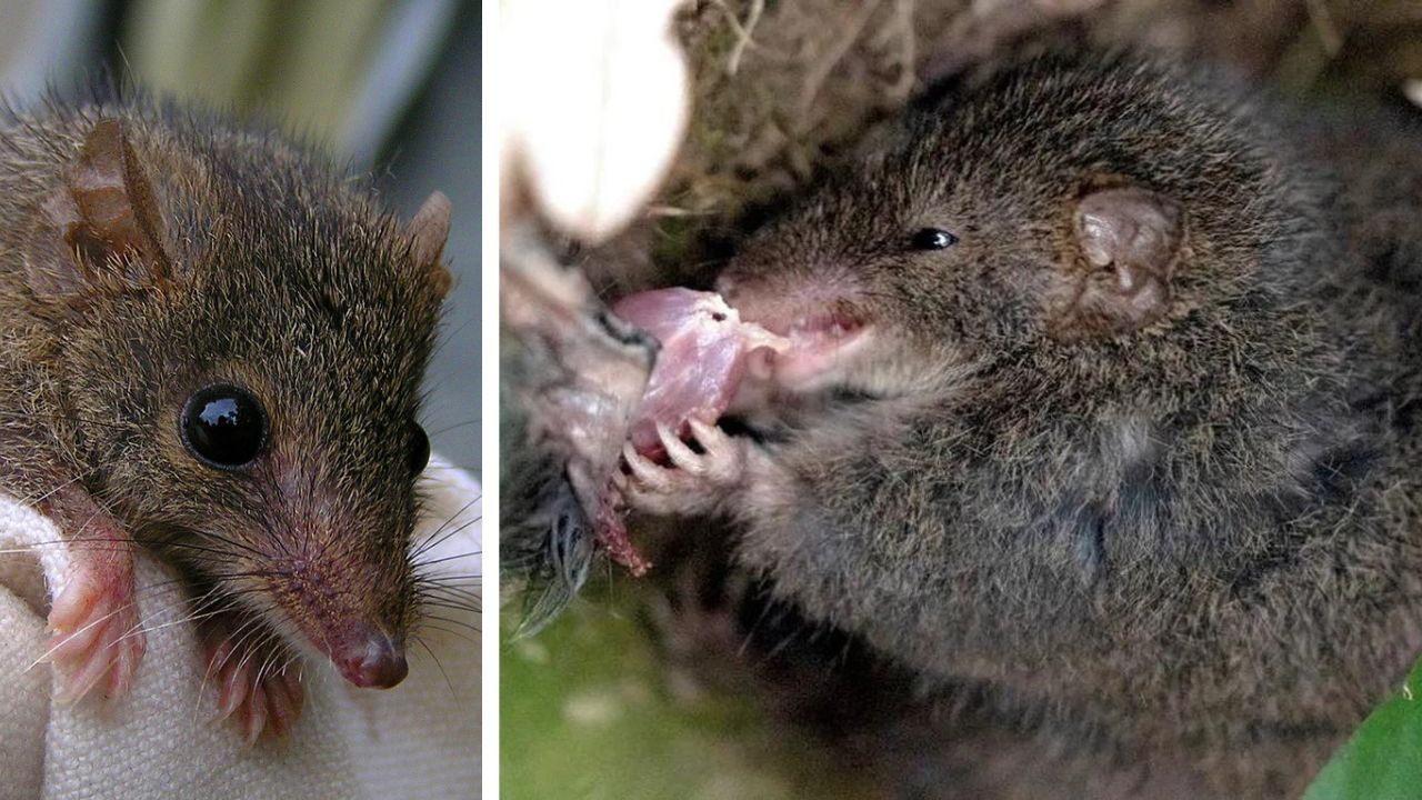 Marsupial canibaliza machos da própria espécie após período de reprodução