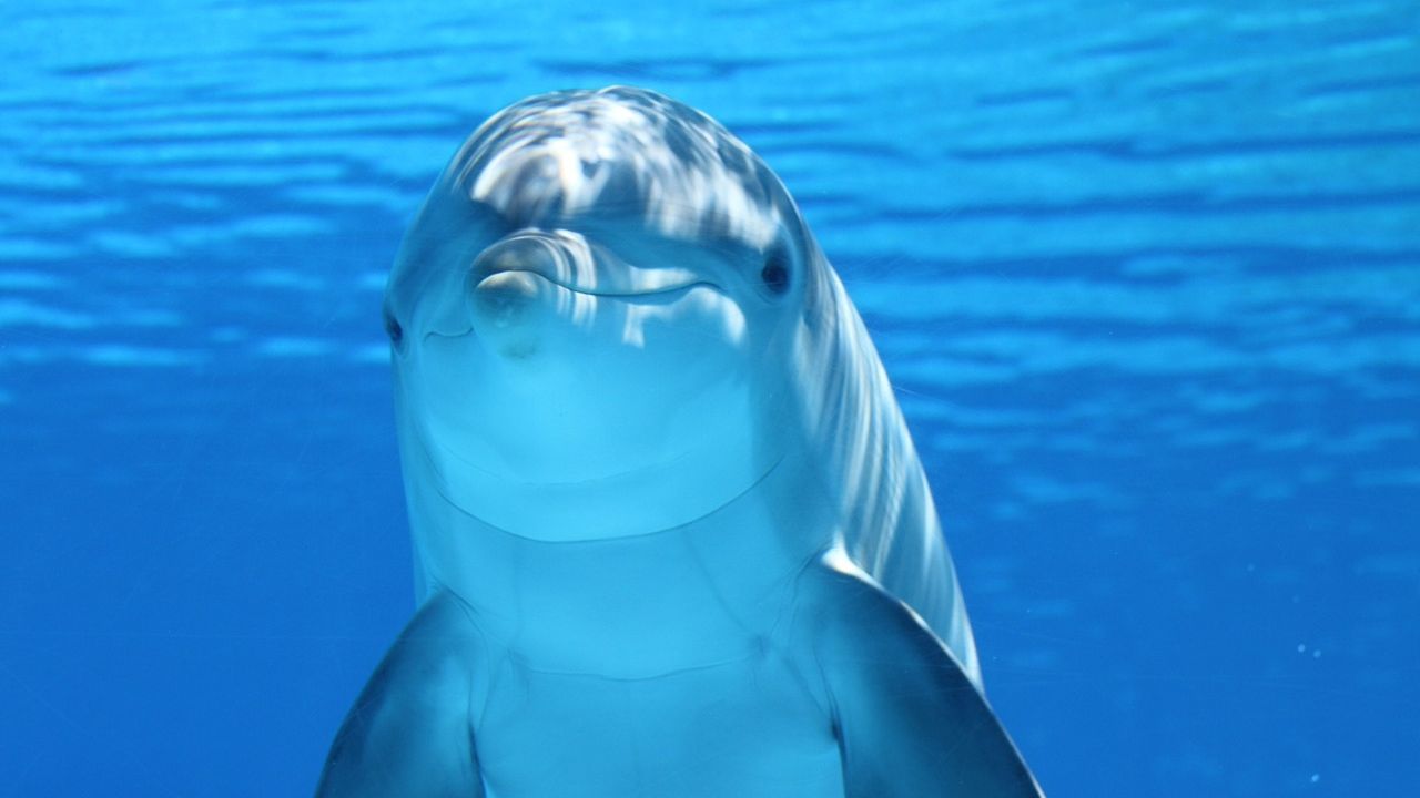 Estudo investiga por que golfinhos agem de forma agressiva contra filhotes de peixe-boi