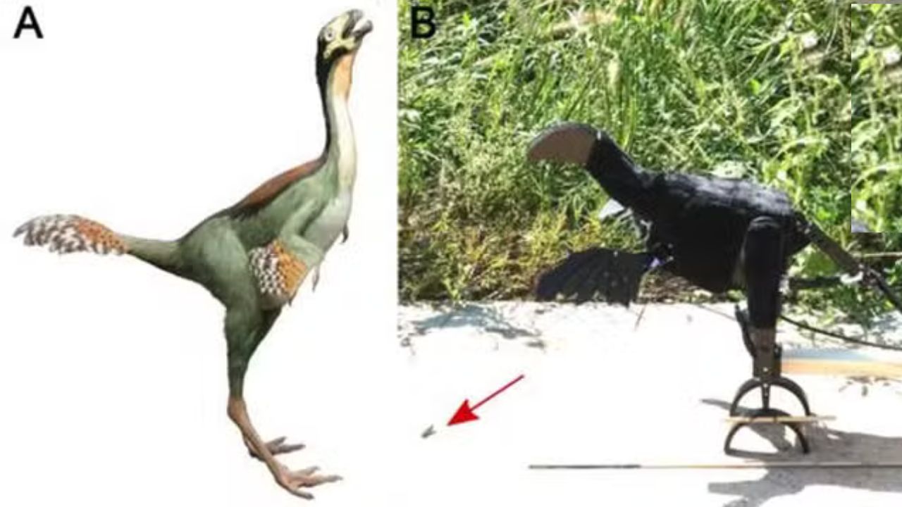 Pesquisa sugere que dinossauros usavam penas para assustar presas