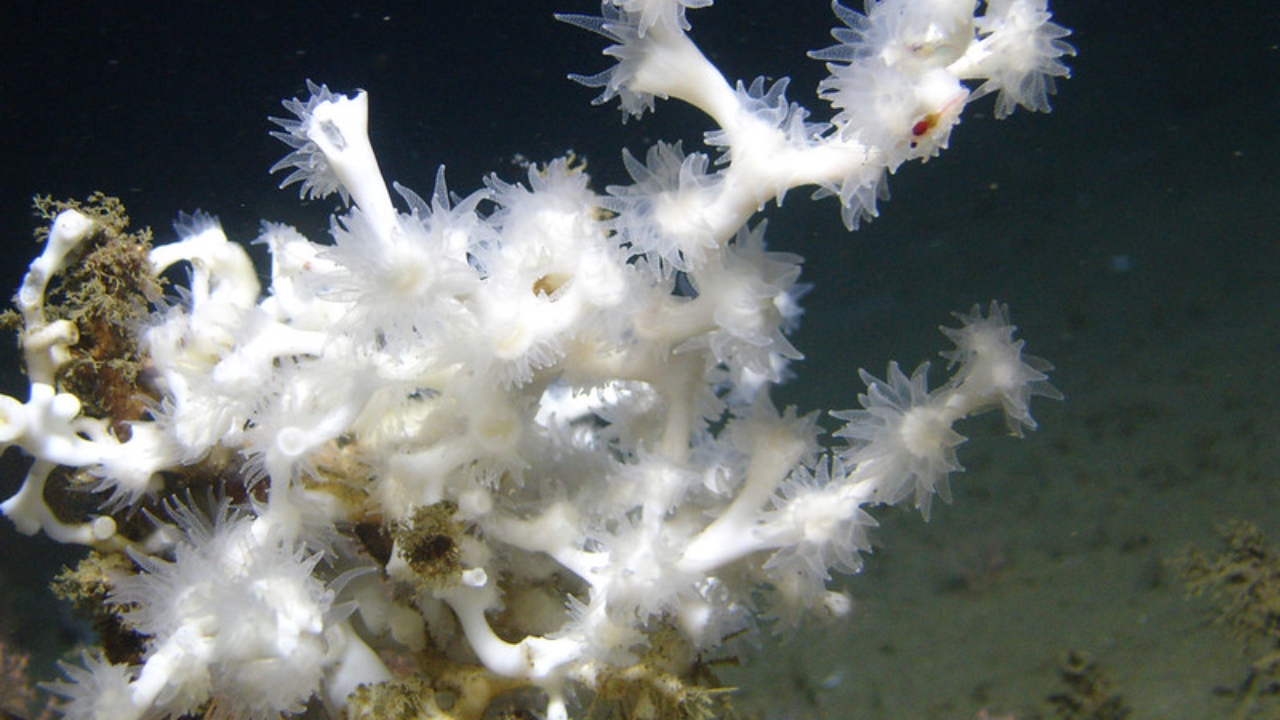 Maior recife de coral de águas profundas do mundo é encontrado na costa dos EUA