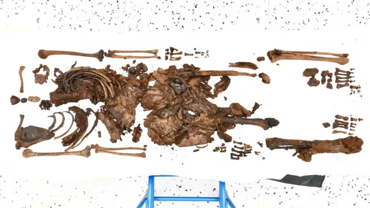 Misterioso esqueleto de quase 2 mil anos é encontrado em pântano na Irlanda pela polícia