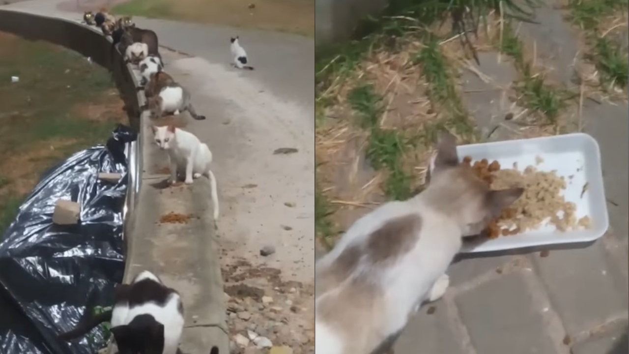 300 gatos abandonados na orla de Salvador preocupam especialistas