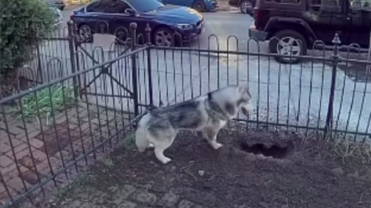 Cão cava buraco em jardim e impede que casa exploda na Filadélfia