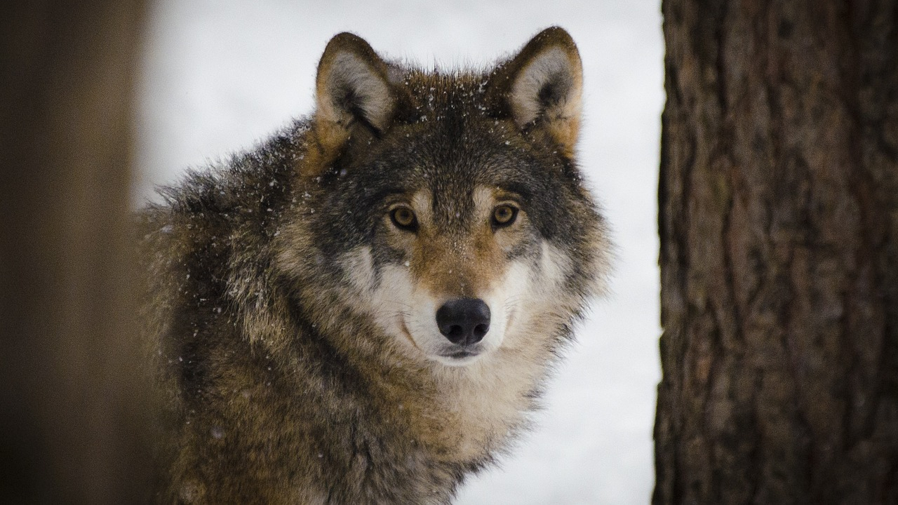 Atirar em lobos com armas de paintball não é ilegal, decide tribunal holandês