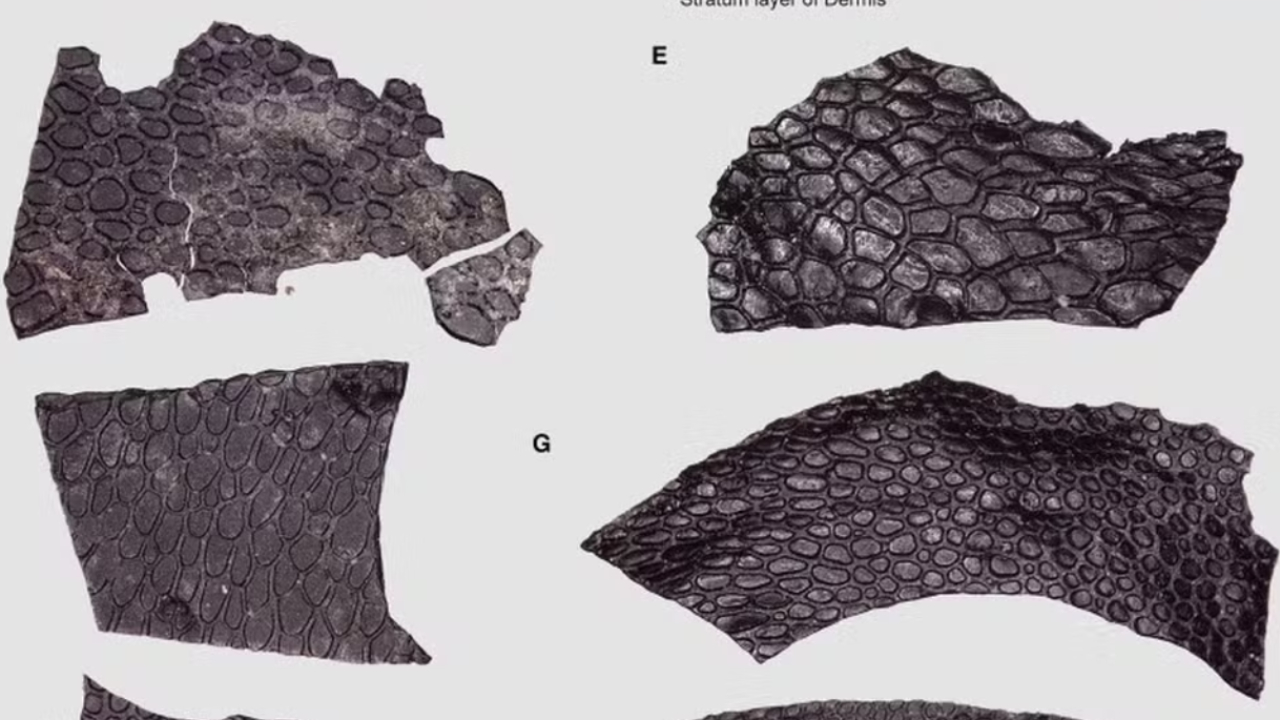 Pele fossilizada de réptil mais antigo que dinossauros é encontrada nos EUA