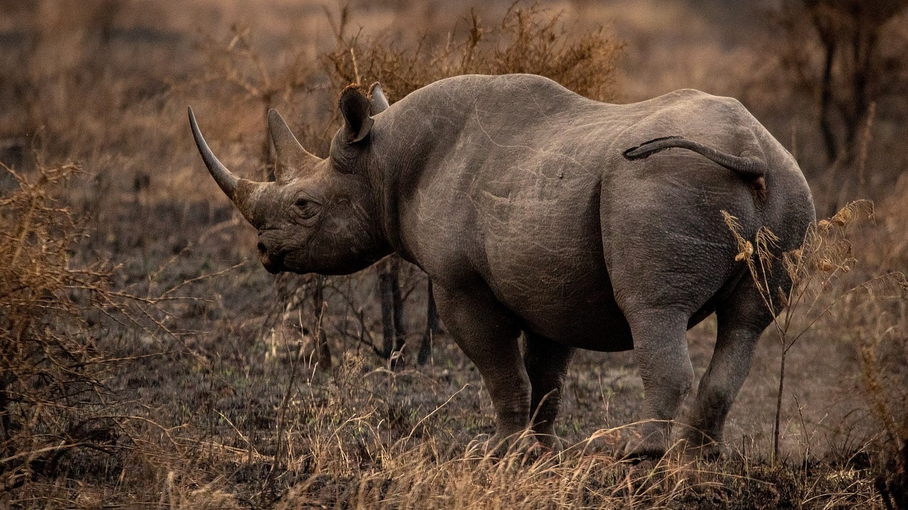 Espécie rara de rinoceronte pode sair de extinção graças a técnica inovadora; entenda!