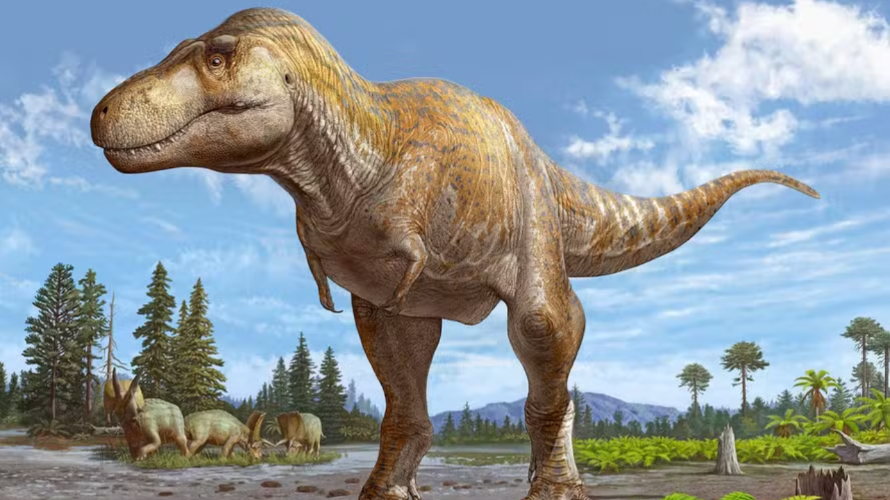 Fóssil que se pensava ser de T-Rex revela nova espécie de tiranossauro